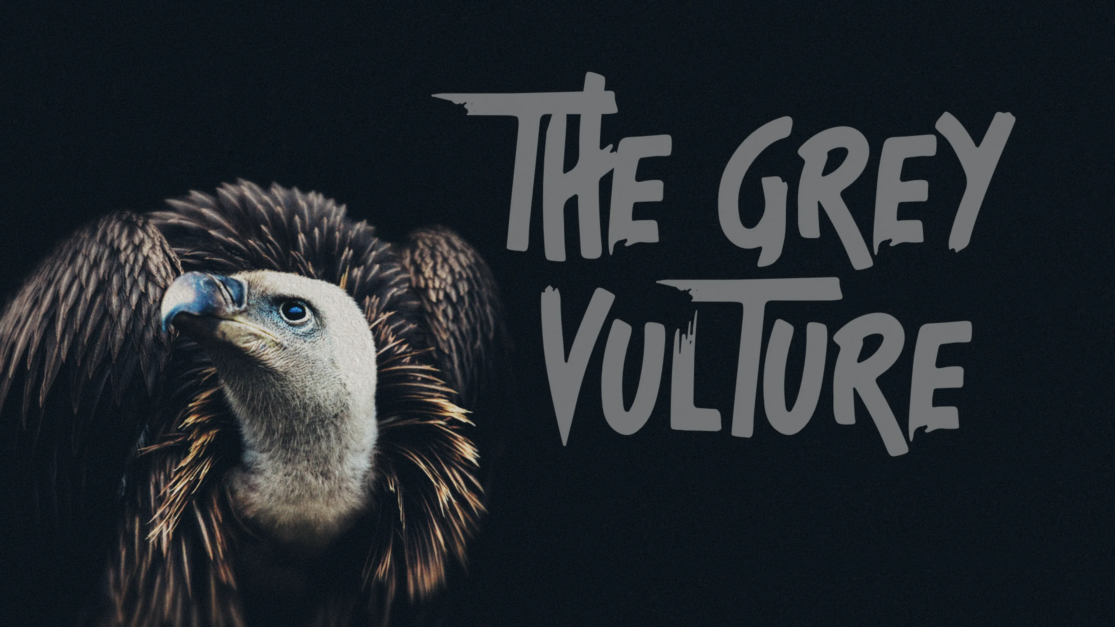 The Grey Vulture poster